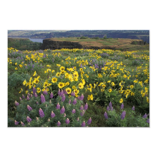 Foto Norteamérica, Estados Unidos, Oregón, Río Columbia (Frente)