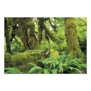 Foto Norteamérica, Estados Unidos, Washington, Olimpia