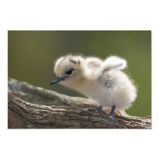 Foto Norteamérica, Islas Hawaianas Noroccidental, 2 (Frente)