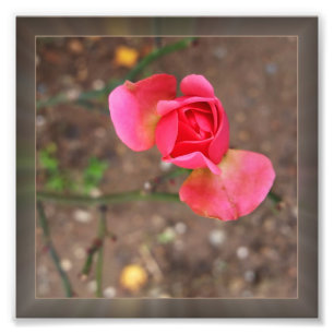 Foto Noviembre rosebud