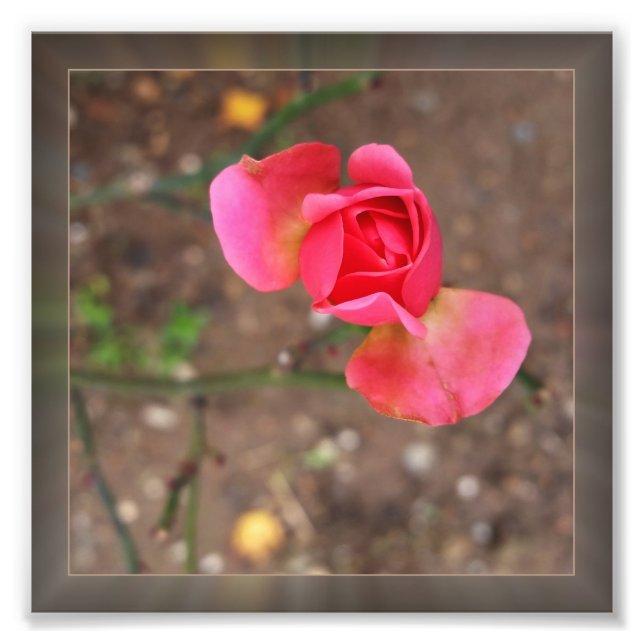 Foto Noviembre rosebud (Frente)