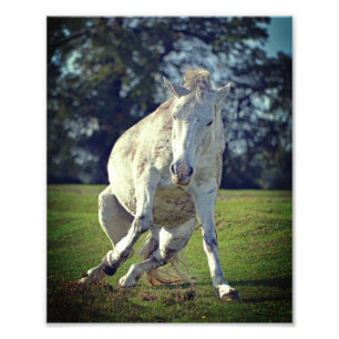 Foto Nueva fuente divertida de Pony White Pony
