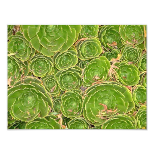 Foto Nueva Zelanda, Isla del Sur. Suculento. (Frente)