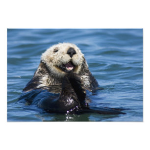 Foto Nutria marina de California Enhydra lutris) se aci