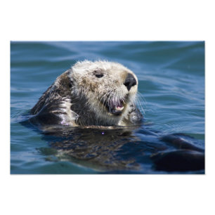 Foto Nutria marina de California Enhydra lutris) se aci