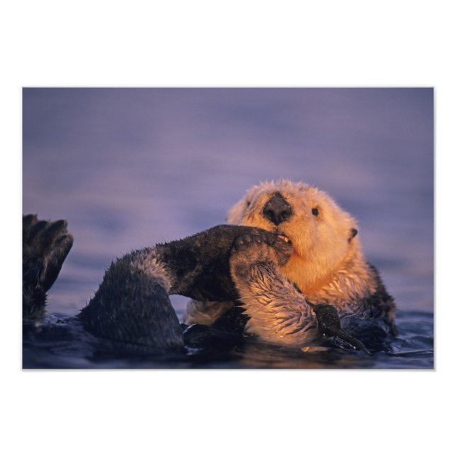 Foto Nutria marina, Enhydra lutris (Frente)
