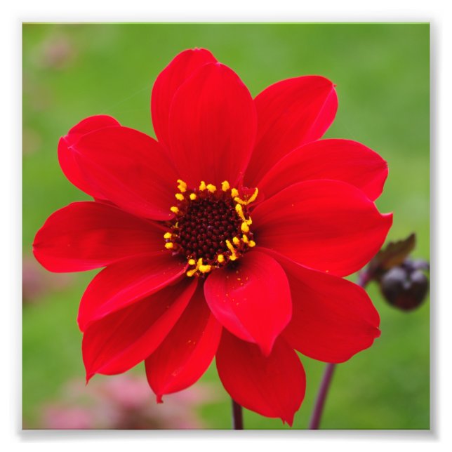 Foto Obispo de Llandaff Dahlia (Frente)