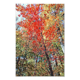 Foto Obra artística de los árboles del otoño