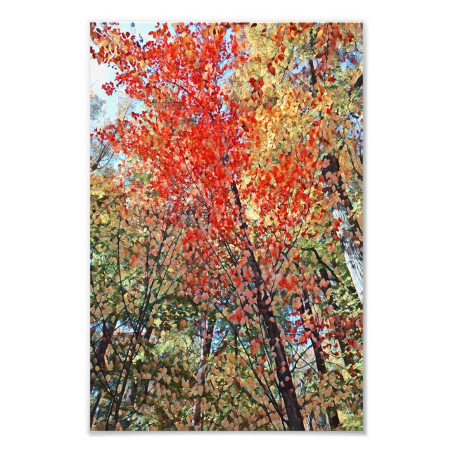 Foto Obra artística de los árboles del otoño (Frente)