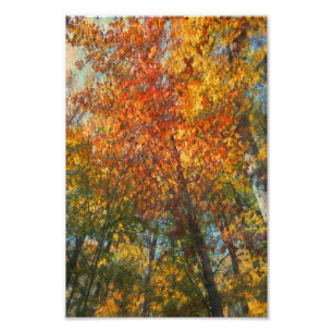 Foto Obras de arte del bosque de otoño