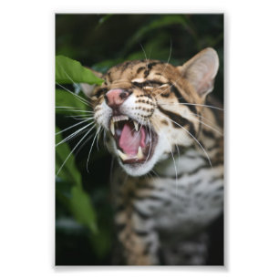 Foto - ocelot