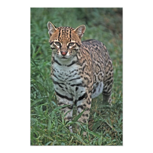 Foto OCELOT Leopardus pardalis) (Frente)