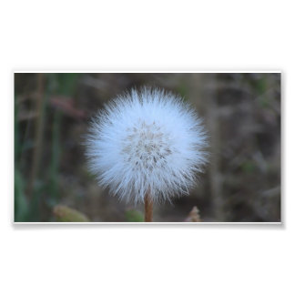 Foto Ochoco Flor de Cañón Negro Flor Botánica