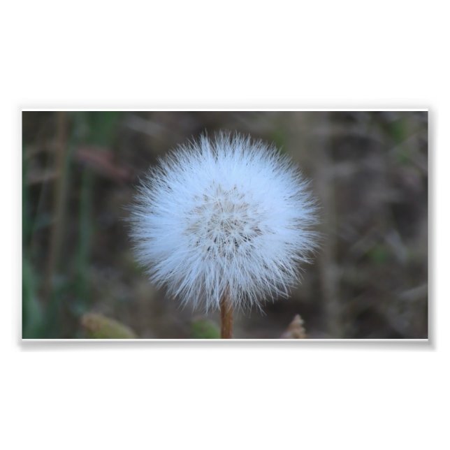 Foto Ochoco Flor de Cañón Negro Flor Botánica (Frente)