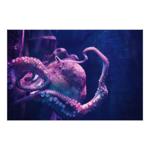 Foto Octopus