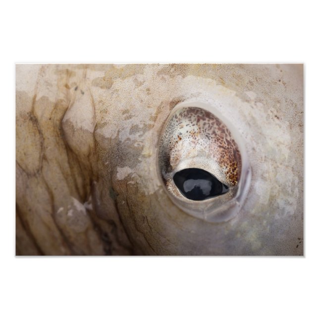 Foto Octopus Eye (Frente)