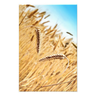 Foto Oídos del trigo de oro contra campo de trigo