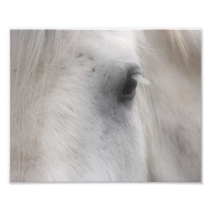 Foto Ojo blanco percheron 8 x 10