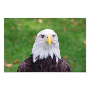 Foto Ojos de un águila calva
