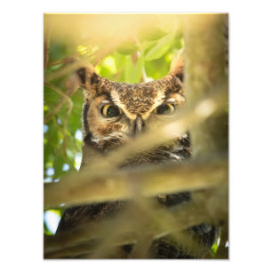 Foto Ojos del Bosque (Búho Gran Cornudo)