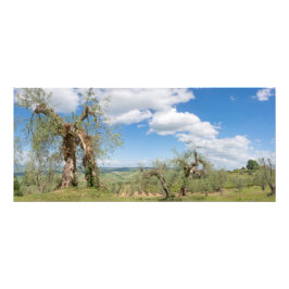 Foto Olivos antiguos en un paisaje de la Toscana