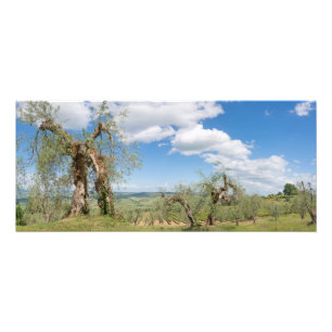 Foto Olivos viejos en un paisaje en Toscana