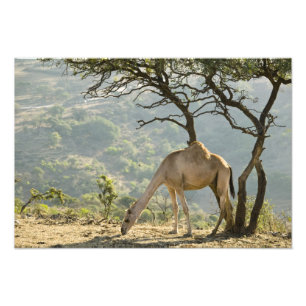 Foto Omán, región de Dhofar, Salalah. Camello