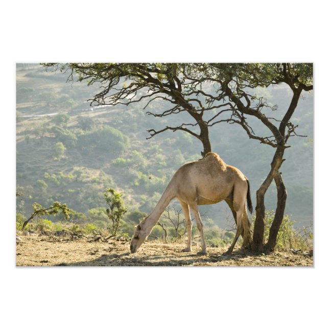 Foto Omán, región de Dhofar, Salalah. Camello (Frente)