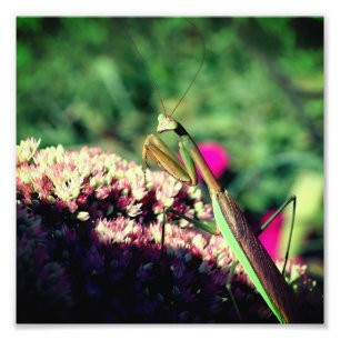 Foto Orando A Los Mantis En La Flor De Sedón Se Acercan