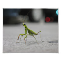 Orando a Mantis