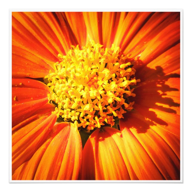 Foto Orange Flower Macro Wall Art Botanical Print Photo (Frente)