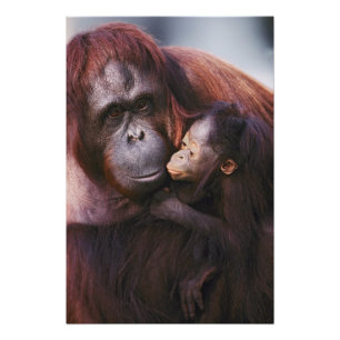 Foto Orangután de Sumatra hembra con cría, Pongo