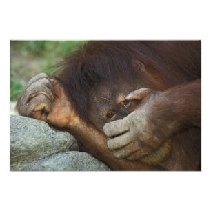 Foto Orangután de Sumatra, Pongo pygmaeus