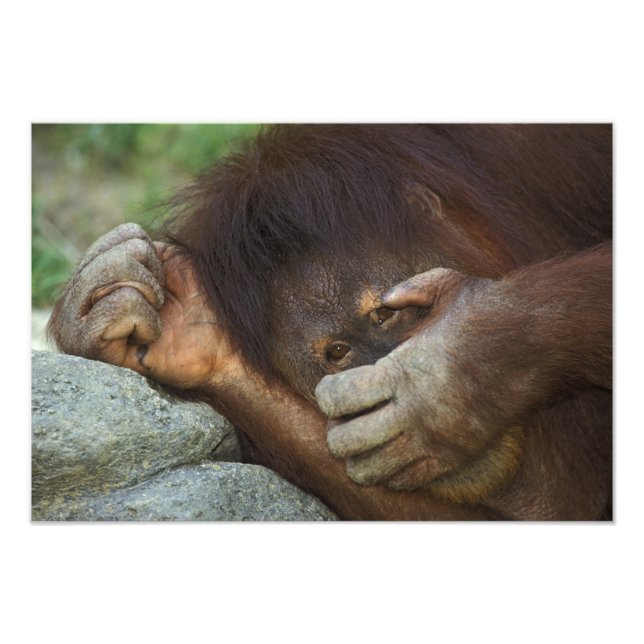Foto Orangután de Sumatra, Pongo pygmaeus (Frente)