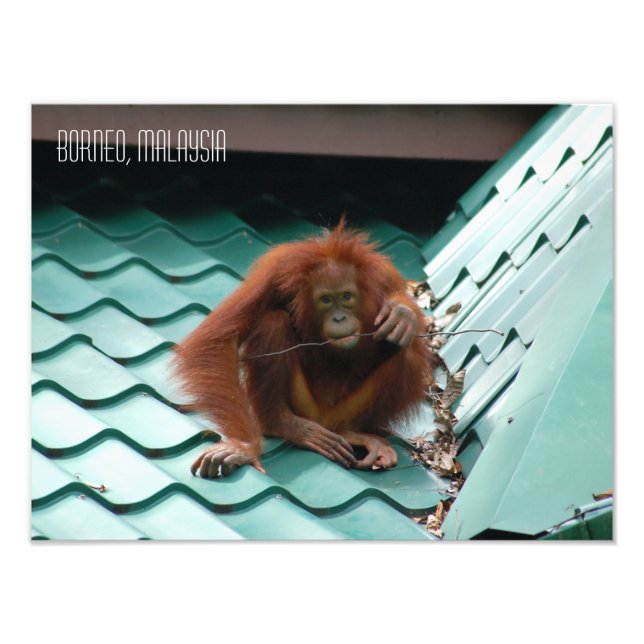 Foto Orangután en la selva de Sabah Borneo (Frente)