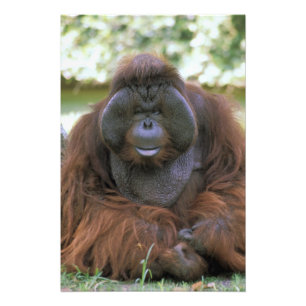 Foto Orangutan Pongo Pygmaeus