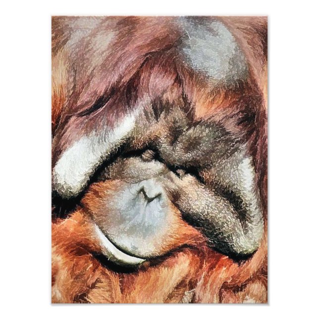 FOTO ORANGUTANOS (Frente)