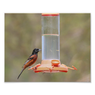 Foto Orchard Oriole Masculino En Alimentador