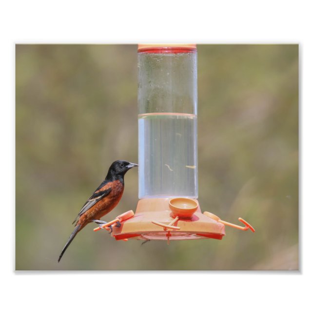 Foto Orchard Oriole Masculino En Alimentador (Frente)