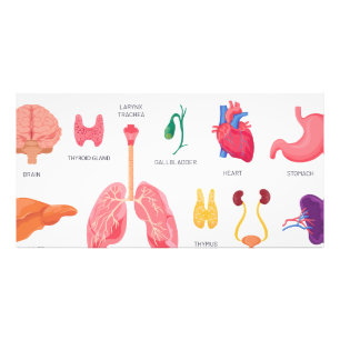 Foto Órganos internos de partes del cuerpo