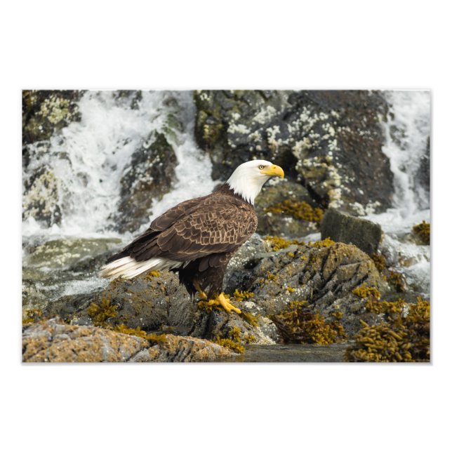 Foto Orgulloso Bald Eagle (Frente)