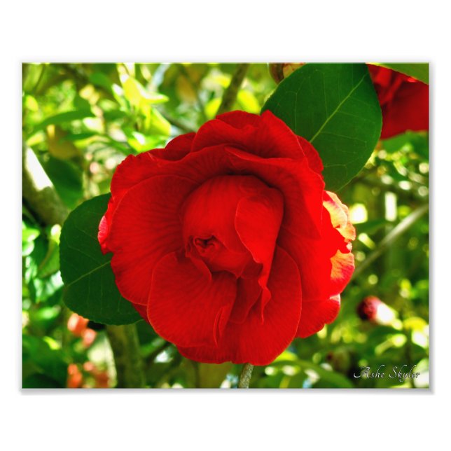 Foto Orgulloso Camelia (Frente)