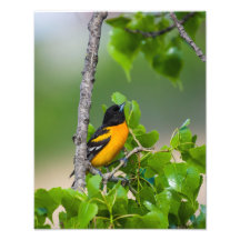 Oriole Mirando Arriba
