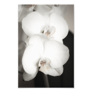 Foto Orquídea 8931