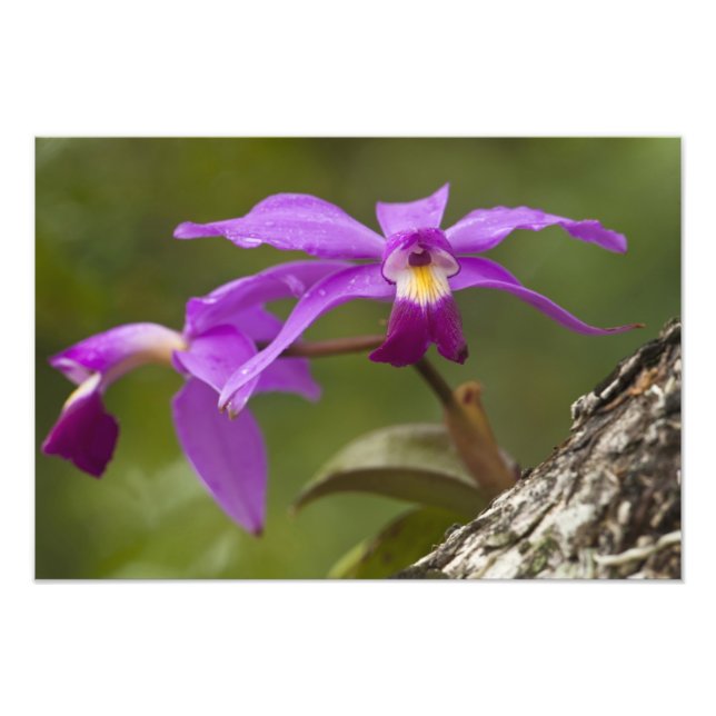 Foto Orquídea Cattleya Violeta Cattleya violacea) (Frente)