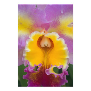 Foto Orquídea híbrida, Florida