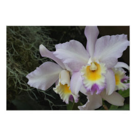 Foto Orquídea lavanda de 19"x13"
