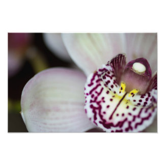 Foto Orquídea morada y blanca