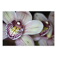 Orquídea morada y blanca