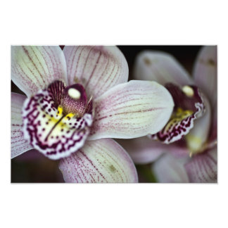 Foto Orquídea morada y blanca